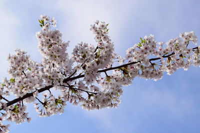 Low angle view of white flowers on twig against sky