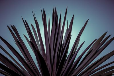 Low angle view of plants against blue sky