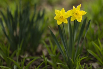 Close-up of yellow flowering plants on field