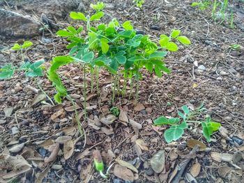 High angle view of plant on field