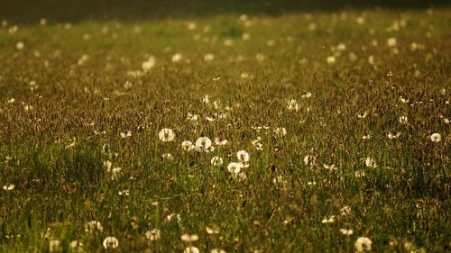 White flowering plants on field