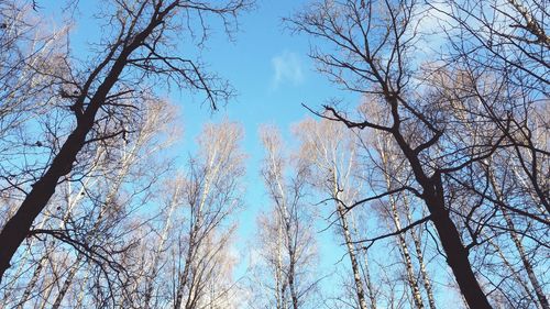 Low angle view of trees against clear sky