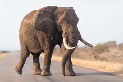 Elephant walking on road