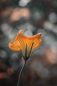 Close-up of orange flower