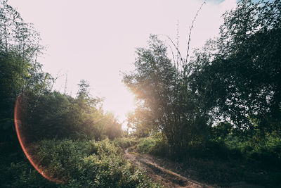 Road amidst trees against sky