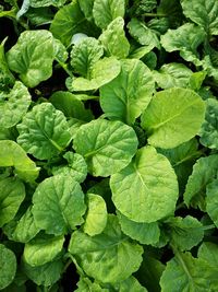 Full frame shot of green leaves