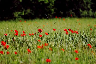 Close-up of poppy flowers in field