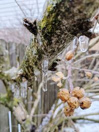 Close-up of frozen plant on tree trunk