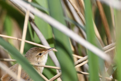 Close-up of a bird perching on plant