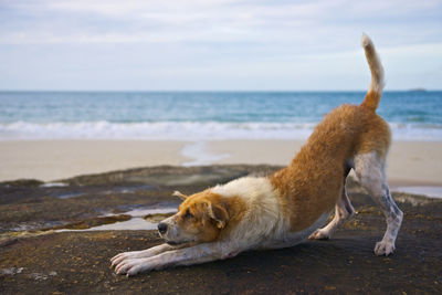 Dog stretching on rock at beach