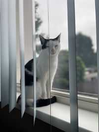 Cat sitting on window sill