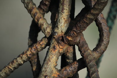 Close-up of rusty metal on tree against sky