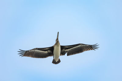 Low angle view of bird flying against clear sky