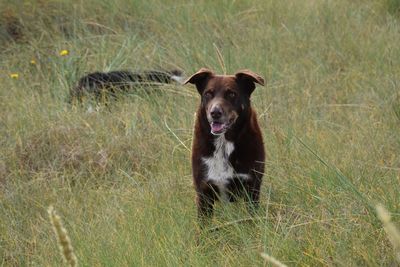 Portrait of brown dog in grassy field