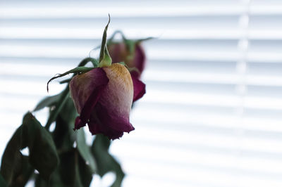 Close-up of rose against window blinds