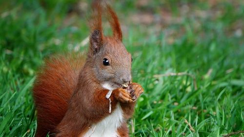 Close-up of squirrel 