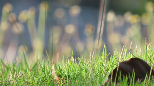 Close-up of sheep on grass