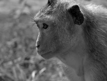Close-up of monkey