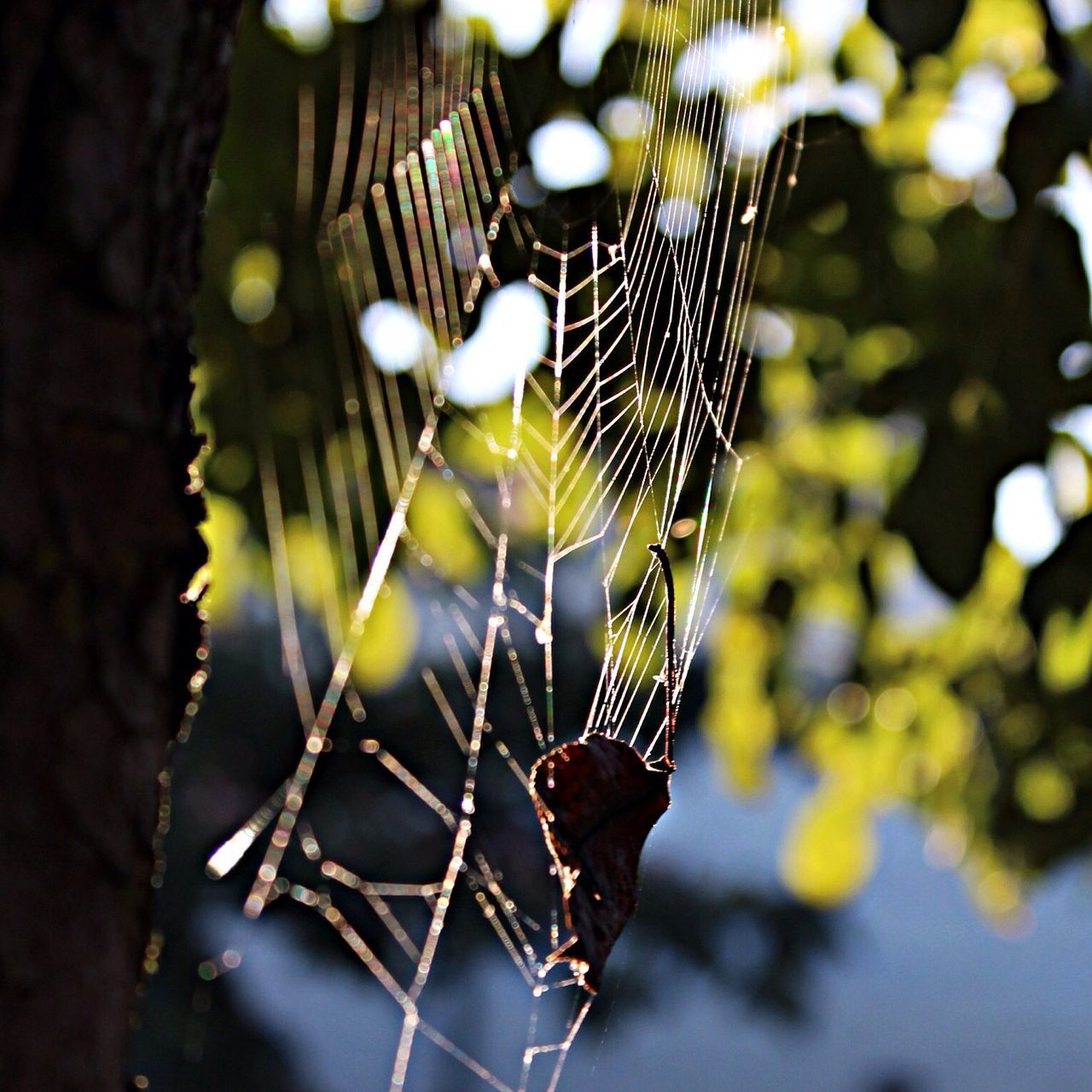 focus on foreground, spider web, animal themes, one animal, close-up, animals in the wild, insect, wildlife, natural pattern, nature, selective focus, spider, outdoors, day, no people, branch, sunlight, fragility, pattern, animal markings