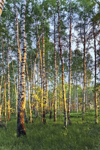 Pine trees in forest