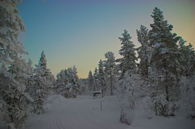 Snow covered pine trees against sky during winter