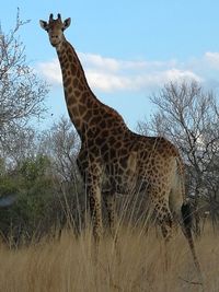 Giraffe standing by bare tree against sky