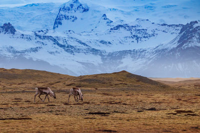 Horses on field against mountain