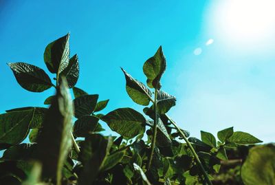 Low angle view of plants against blue sky