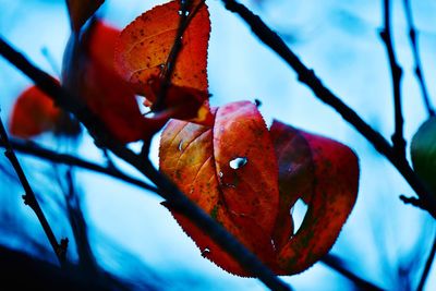 Close-up of orange leaves on plant during autumn