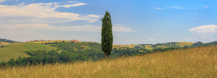 Trees on field against sky