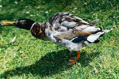 View of a bird drinking water