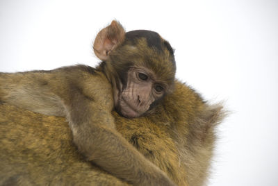 Close-up of barbary macaques of gibraltar over white background