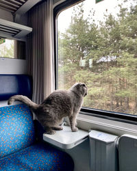 Cat sitting in a car train  window travel 
