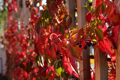 Low angle view of red leaves on tree