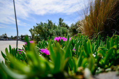 Close-up of pink flowering plants against sky