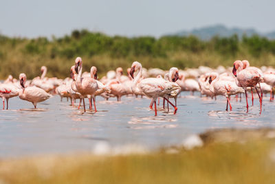 Flamingo on a lake