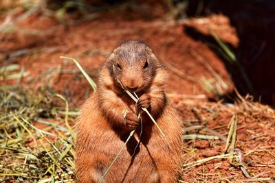 Squirrel on field