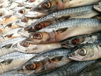 Close-up of fish on ice