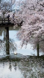 Cherry blossom tree by lake