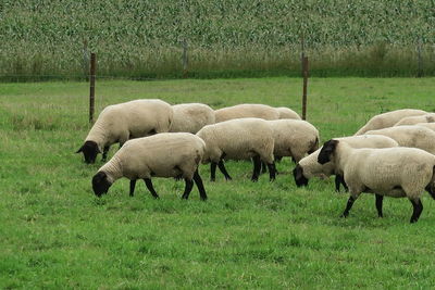 Sheep grazing in field