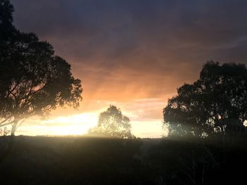 Silhouette trees against sky during sunset