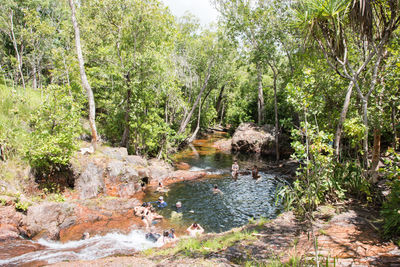 Scenic view of waterfall in forest