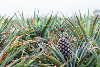 Close-up of pine cones on grass