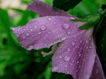 Close-up of water drops on flower
