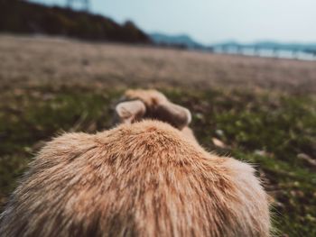 View of an animal on land