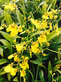 Close-up of yellow flowers