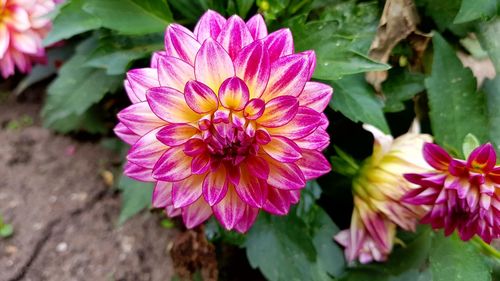 Close-up of pink flowers blooming outdoors