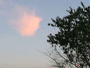 Low angle view of tree against sky