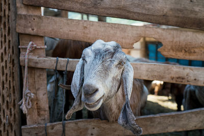 A goat pen