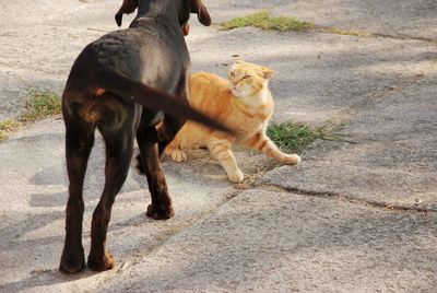 View of two dogs on road